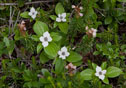 Cornus canadensis